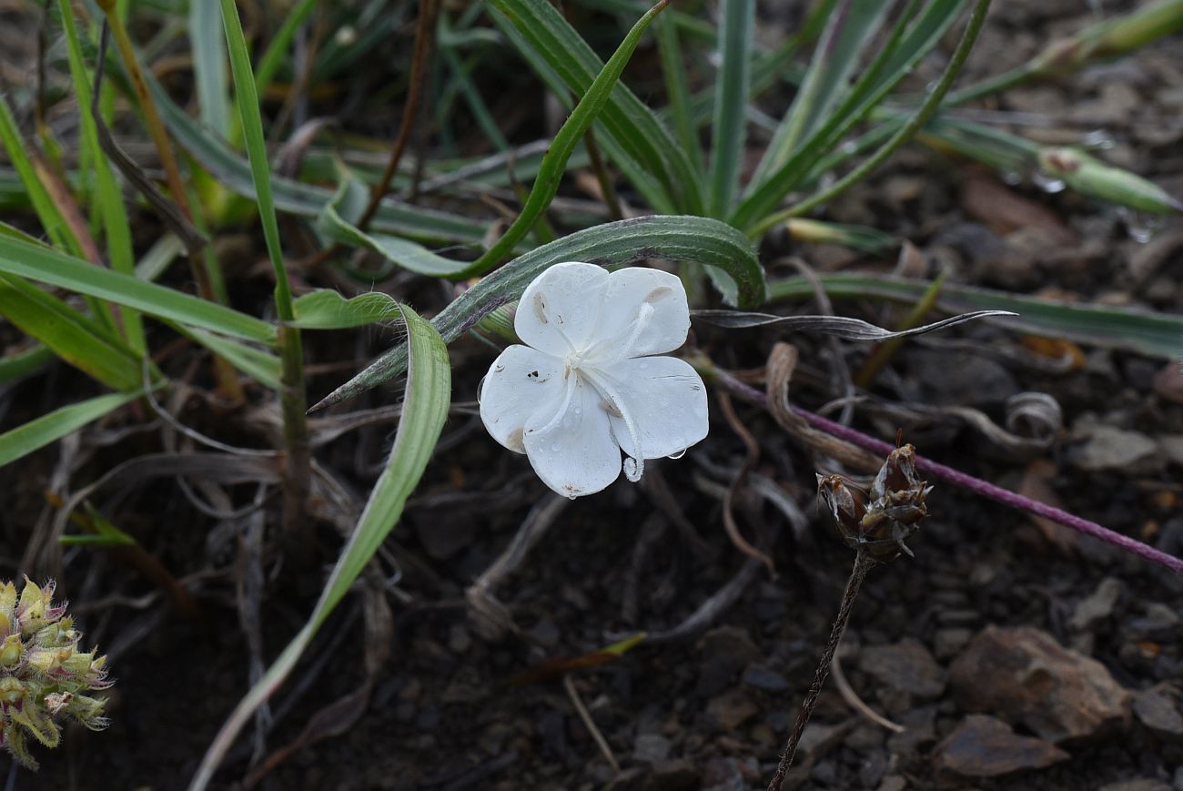 Изображение особи род Dianthus.