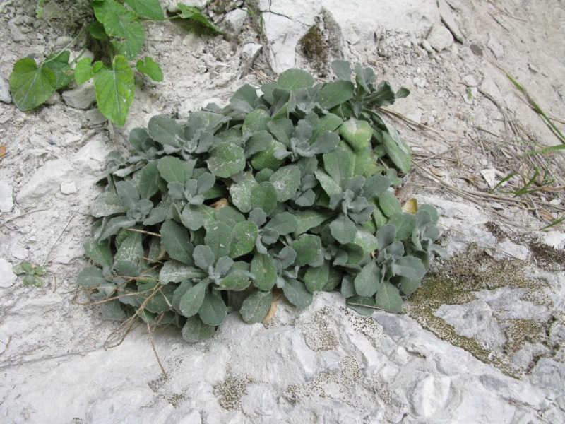 Image of Arabis caucasica specimen.