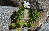 Cerastium undulatifolium. Цветущее растение. Республика Северная Осетия-Алания, Ирафский р-н, Большой Кавказ, верхняя часть долины р. Бартуидон, конечная морена ледника Бартуй, ≈ 2690 м н.у.м., между камней. 11.07.2021.