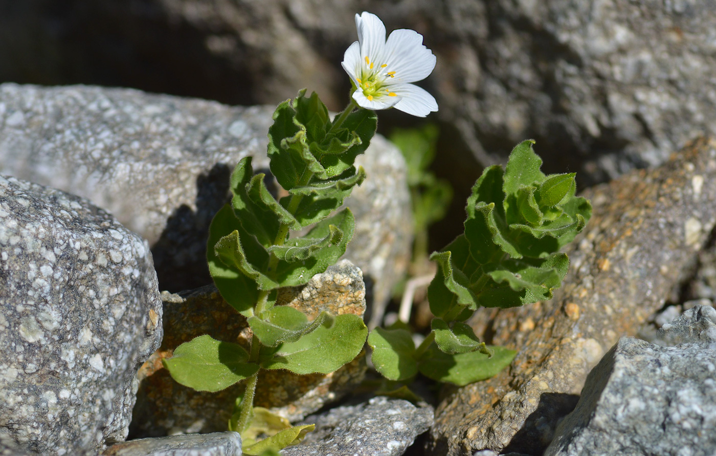 Изображение особи Cerastium undulatifolium.