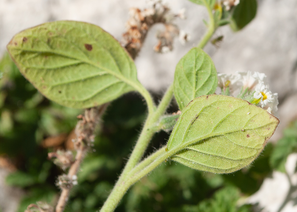 Изображение особи Heliotropium hirsutissimum.