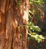 Sequoia sempervirens