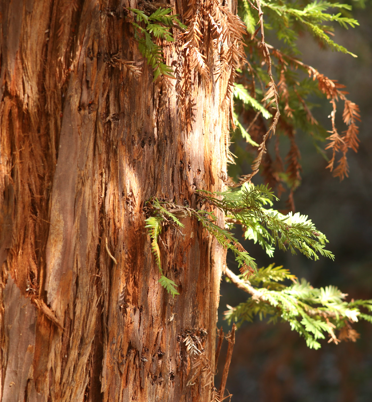 Image of Sequoia sempervirens specimen.