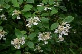 Hydrangea paniculata. Верхушки ветвей с соцветиями. Кунашир, берег оз. Лагунное, опушка широколиственного леса. 18.08.2022.