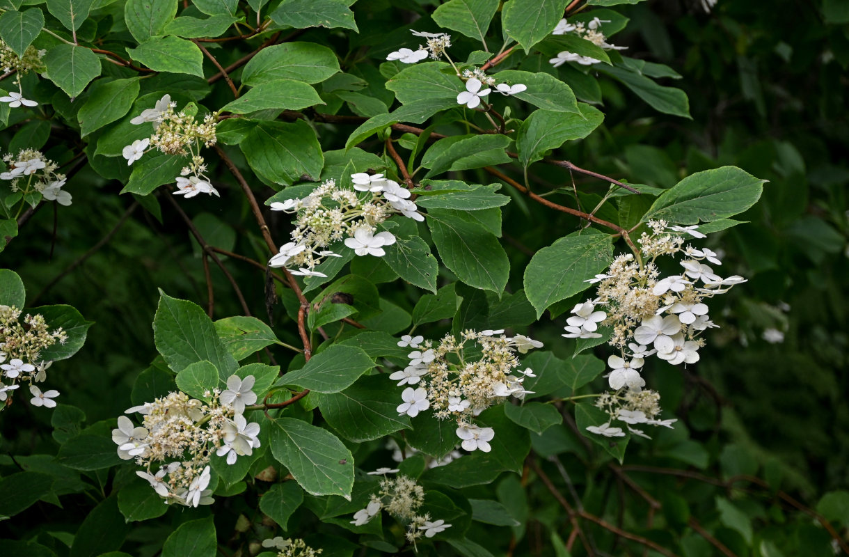 Изображение особи Hydrangea paniculata.