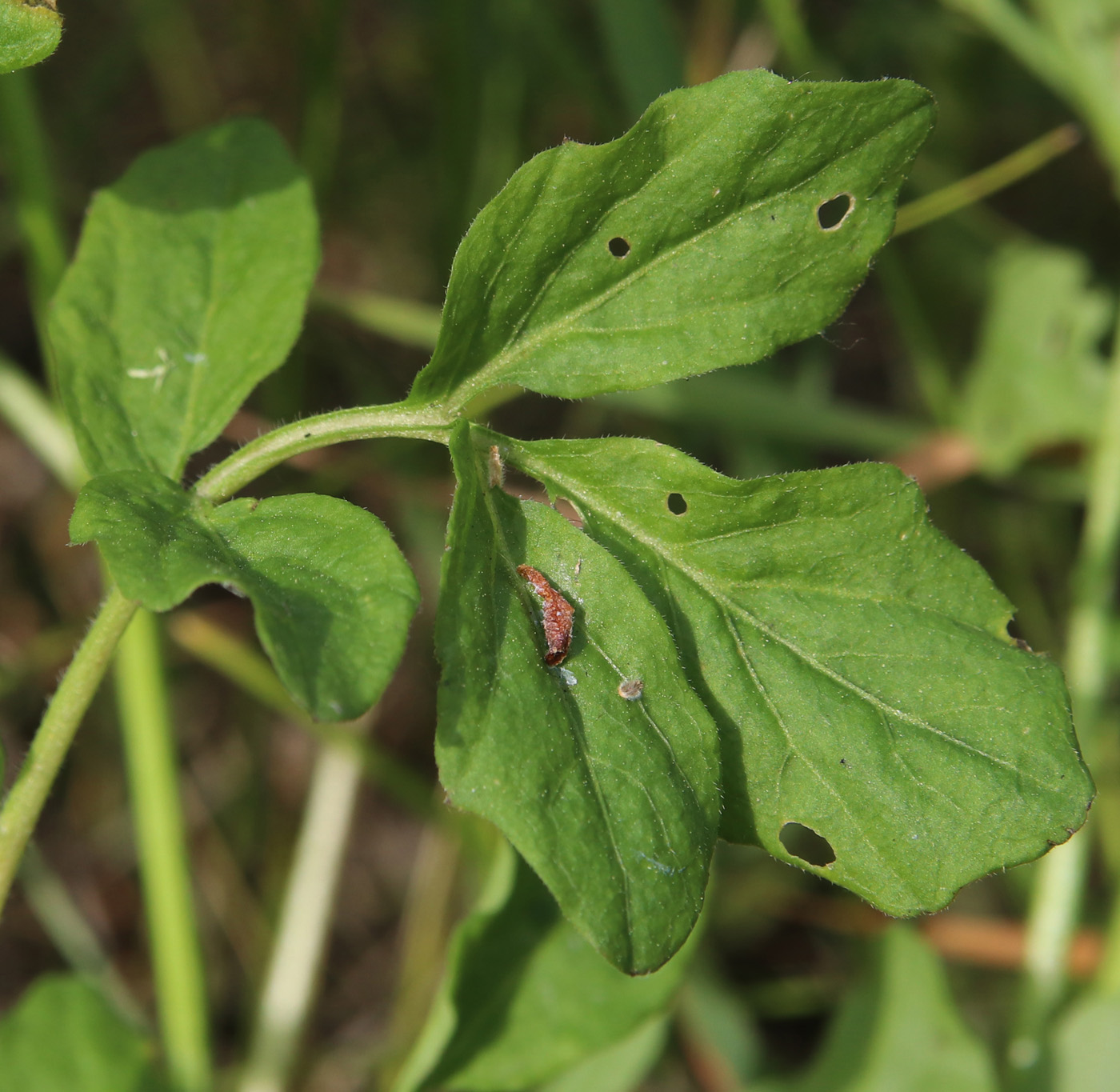 Image of Cardamine amara specimen.