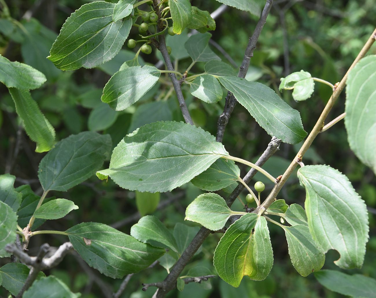 Изображение особи Rhamnus cathartica.