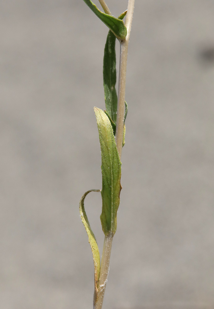 Image of Hyalea pulchella specimen.