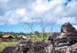 Emilia coccinea. Цветущие и плодоносящие растения. Чили, обл. Valparaiso, провинция Isla de Pascua, г. Hanga Roa, высокой берег океана, сообщество травянистых растений. 08.03.2023.