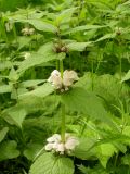 Lamium barbatum