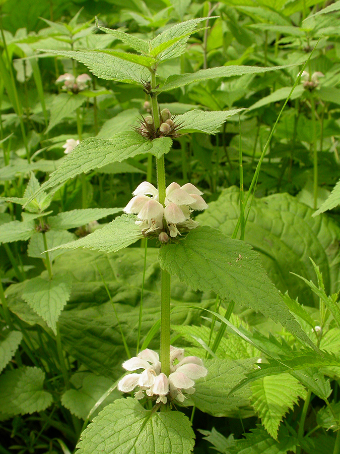 Image of Lamium barbatum specimen.