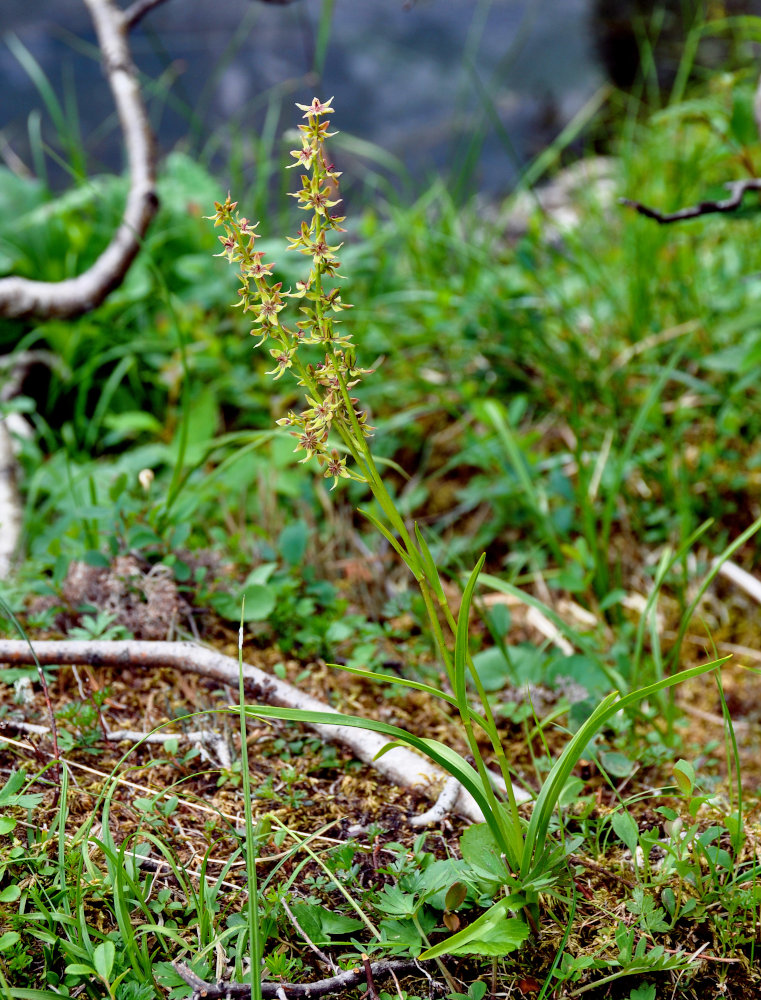 Image of Veratrum anticleoides specimen.