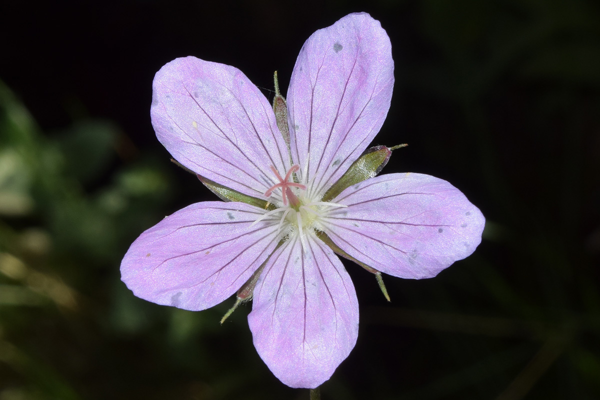 Image of Geranium collinum specimen.