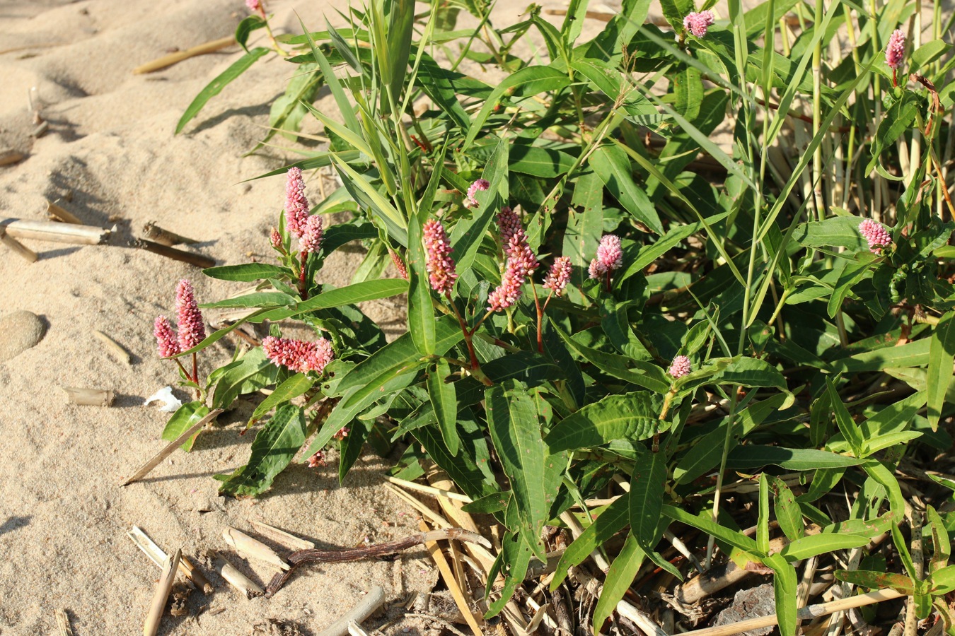 Изображение особи Persicaria amphibia.