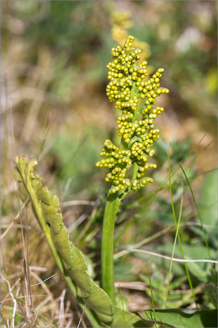 Изображение особи Botrychium lunaria.