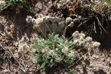 Oxytropis albovillosa