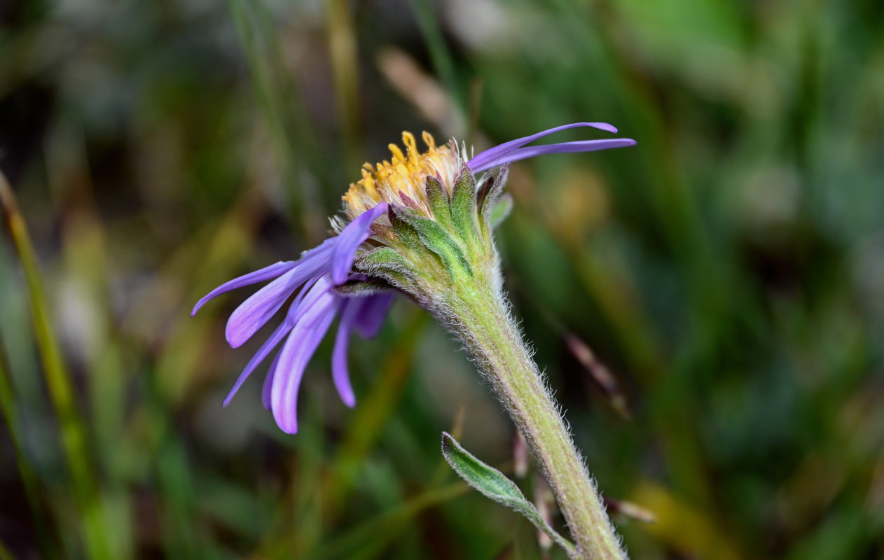 Изображение особи Aster alpinus.