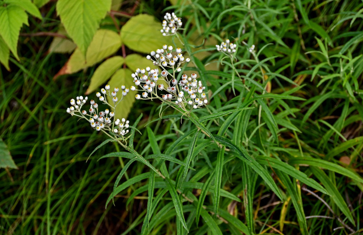 Image of Anaphalis margaritacea specimen.