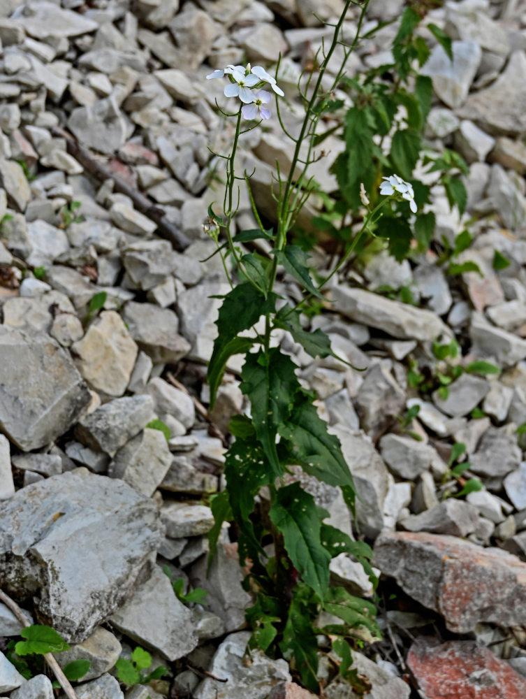 Изображение особи Hesperis matronalis.