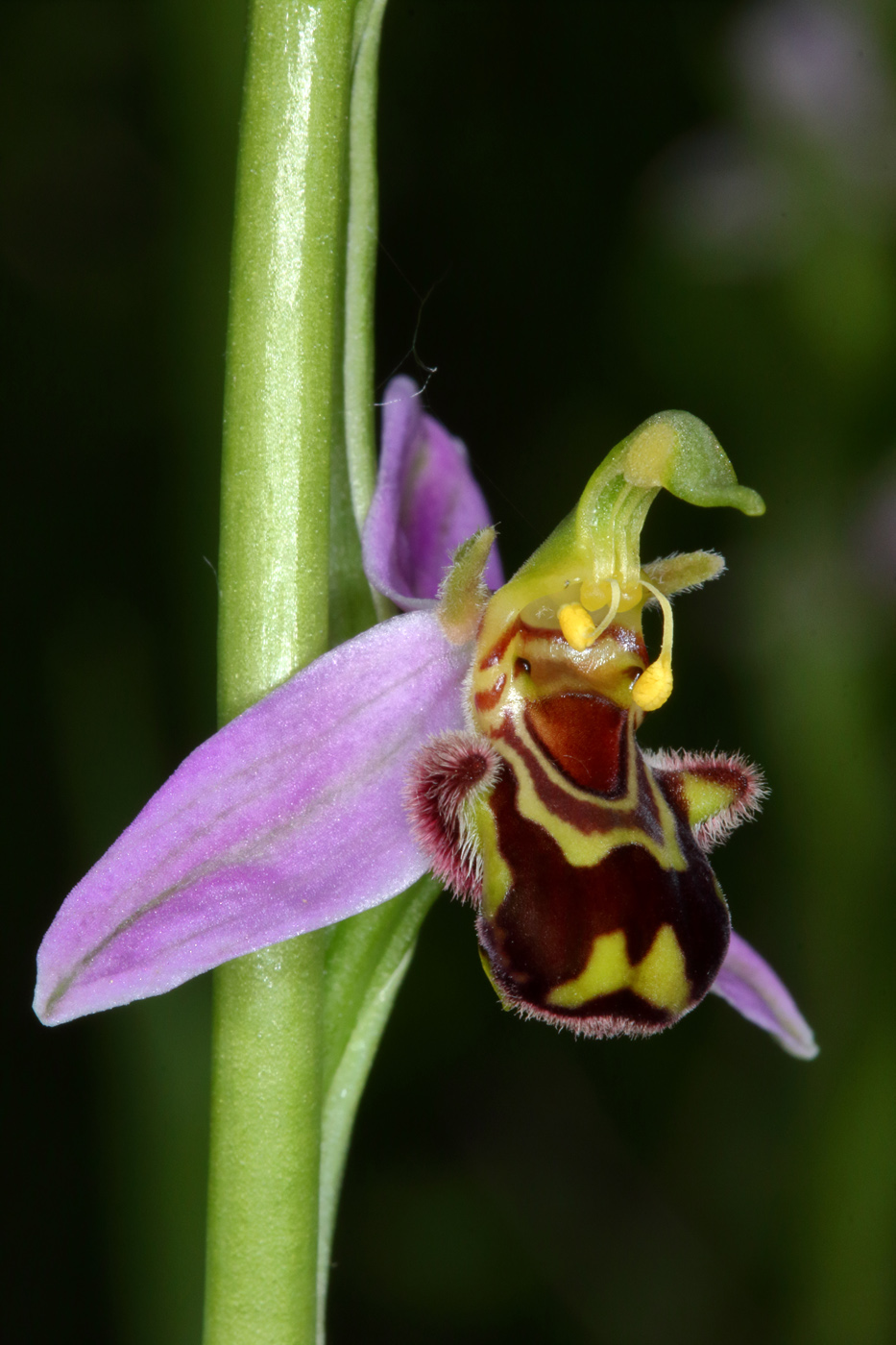 Изображение особи Ophrys apifera.