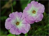 Petunia × hybrida