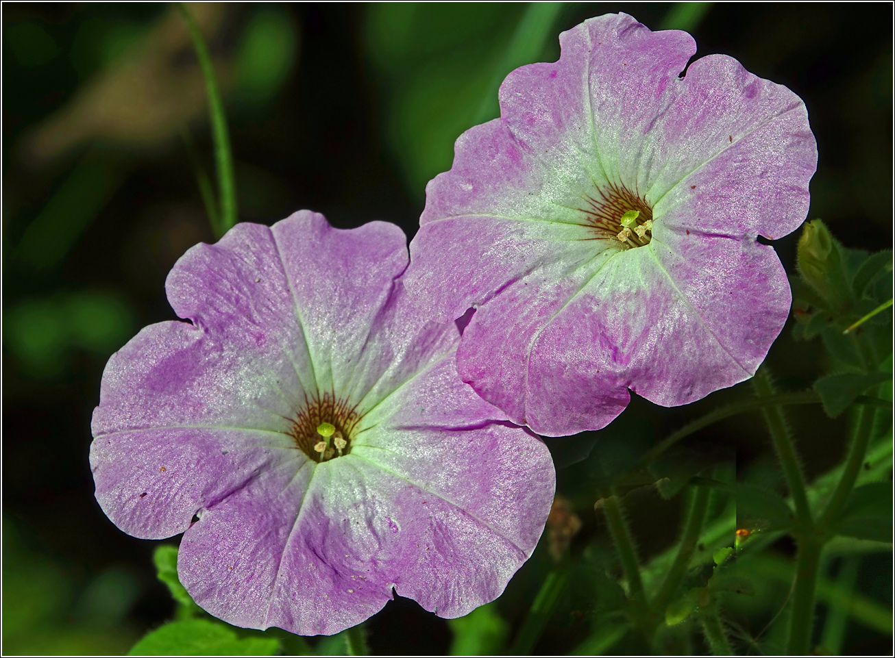 Image of Petunia &times; hybrida specimen.