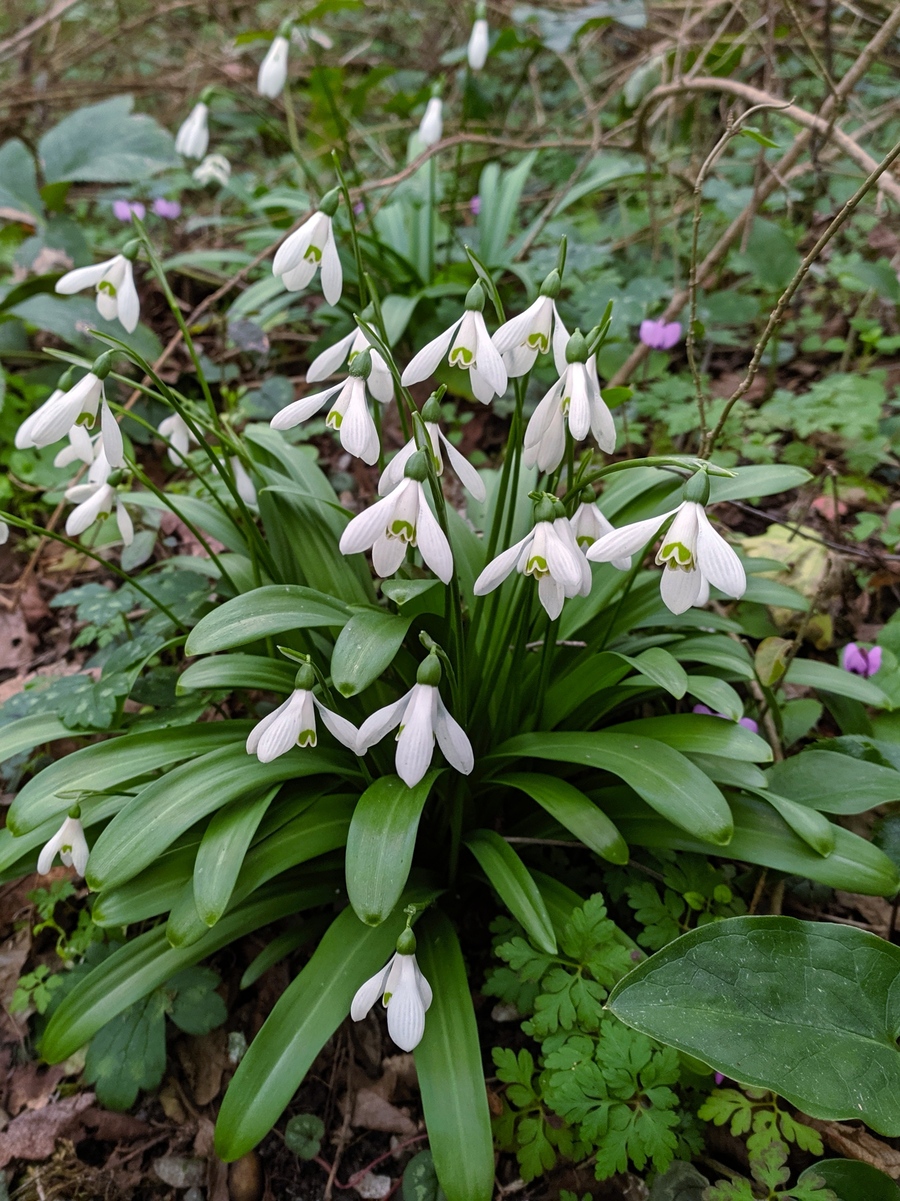 Image of Galanthus woronowii specimen.