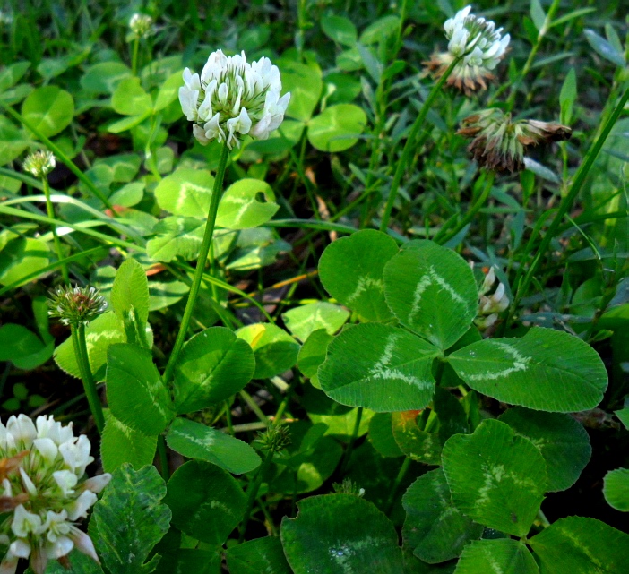 Image of Trifolium repens specimen.