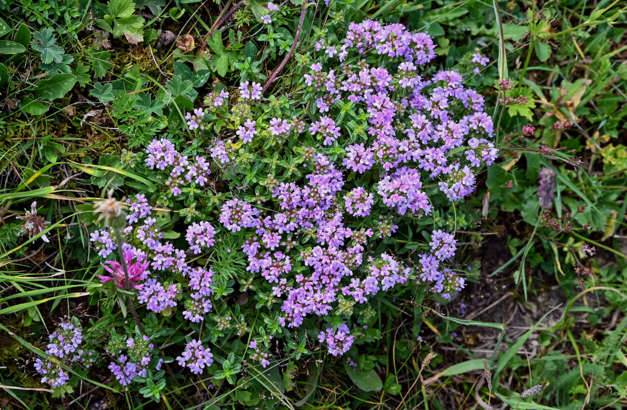 Image of genus Thymus specimen.