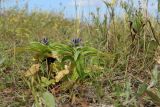 Gentiana cruciata. Цветущие растения. Новгородская обл., геологический памятник \"Ильменский глинт\", окр. дер. Ретлё, побережье оз. Ильмень, суходольный злаково-разнотравный луг на известняке, низкотравный участок (на заброшенной дороге?). 25.07.2023.