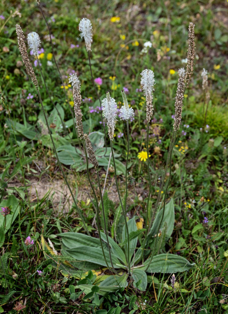 Изображение особи Plantago media.