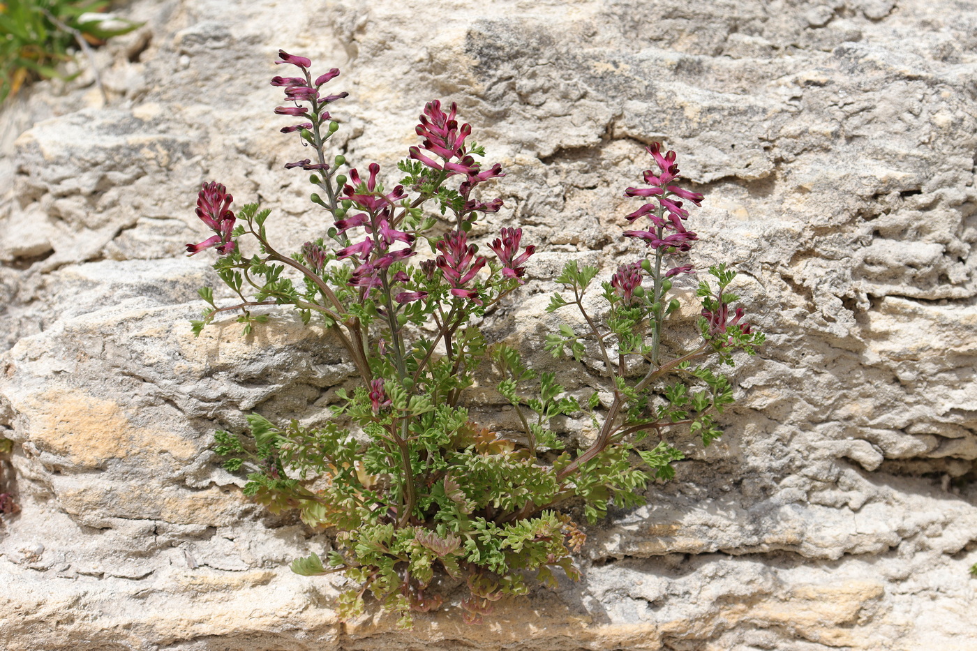 Изображение особи Fumaria officinalis.