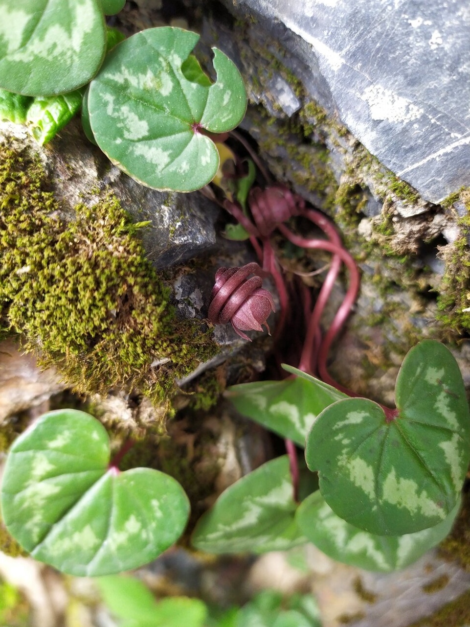 Image of Cyclamen coum specimen.