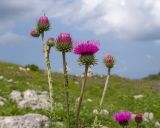 Carduus acanthoides. Верхушки побегов с соцветиями. Адыгея, Кавказский биосферный заповедник, хр. Каменное Море, ≈ 2000 м н.у.м., в расщелине скалы. 28.07.2018.