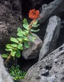 Rhodiola integrifolia