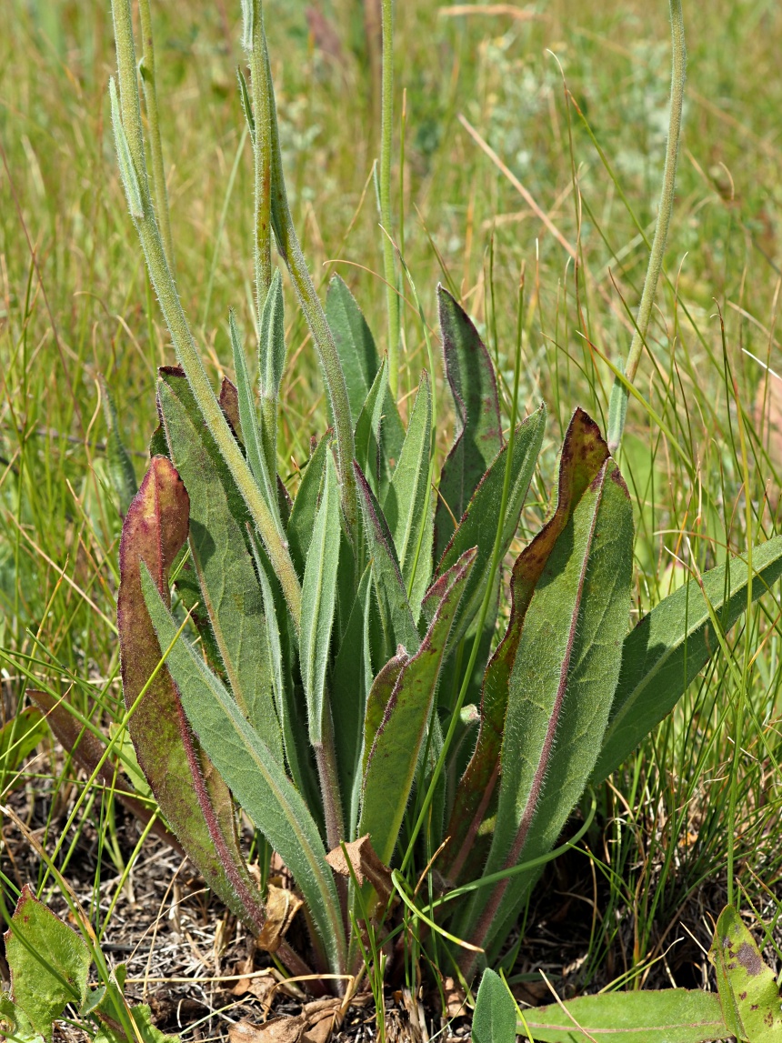 Image of Pilosella cymosa specimen.