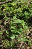 Ranunculus cassubicus