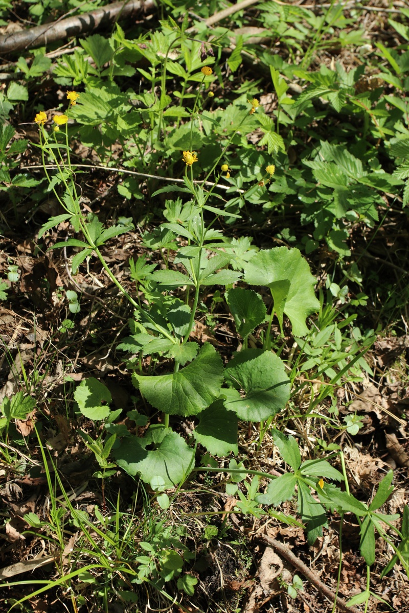 Изображение особи Ranunculus cassubicus.