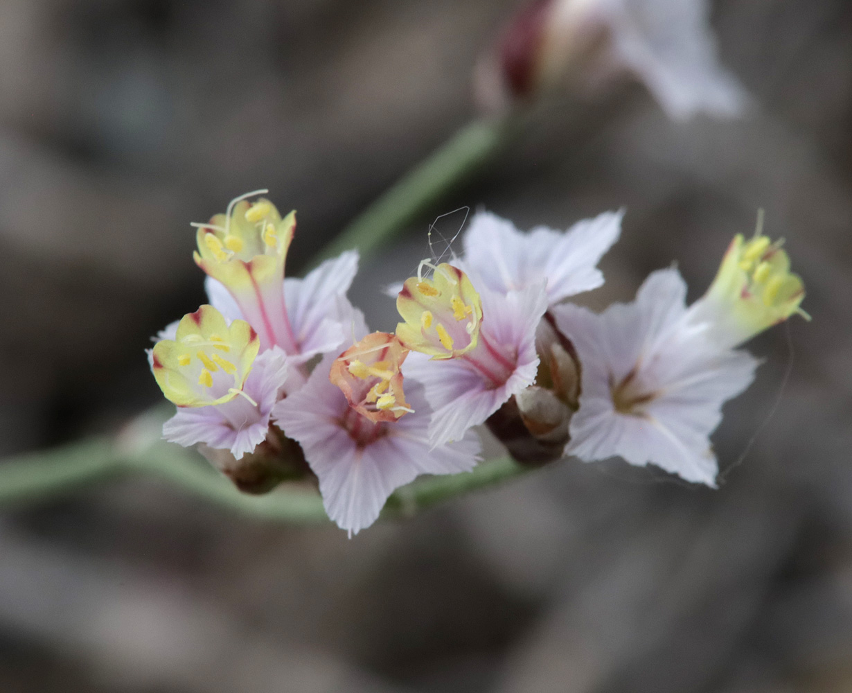 Image of Limonium michelsonii specimen.