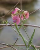 Lathyrus sylvestris