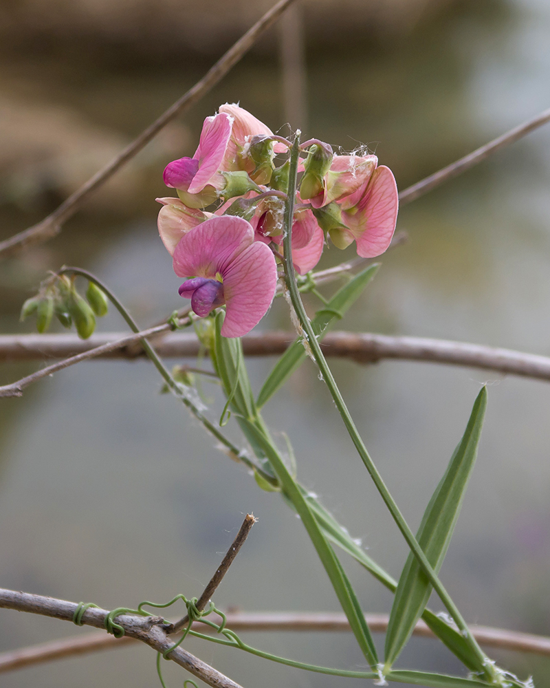 Изображение особи Lathyrus sylvestris.