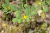 Trigonella grandiflora