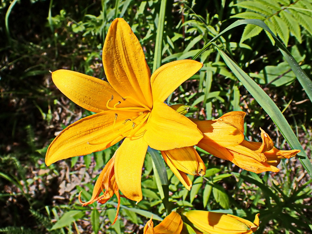 Изображение особи Hemerocallis middendorffii.