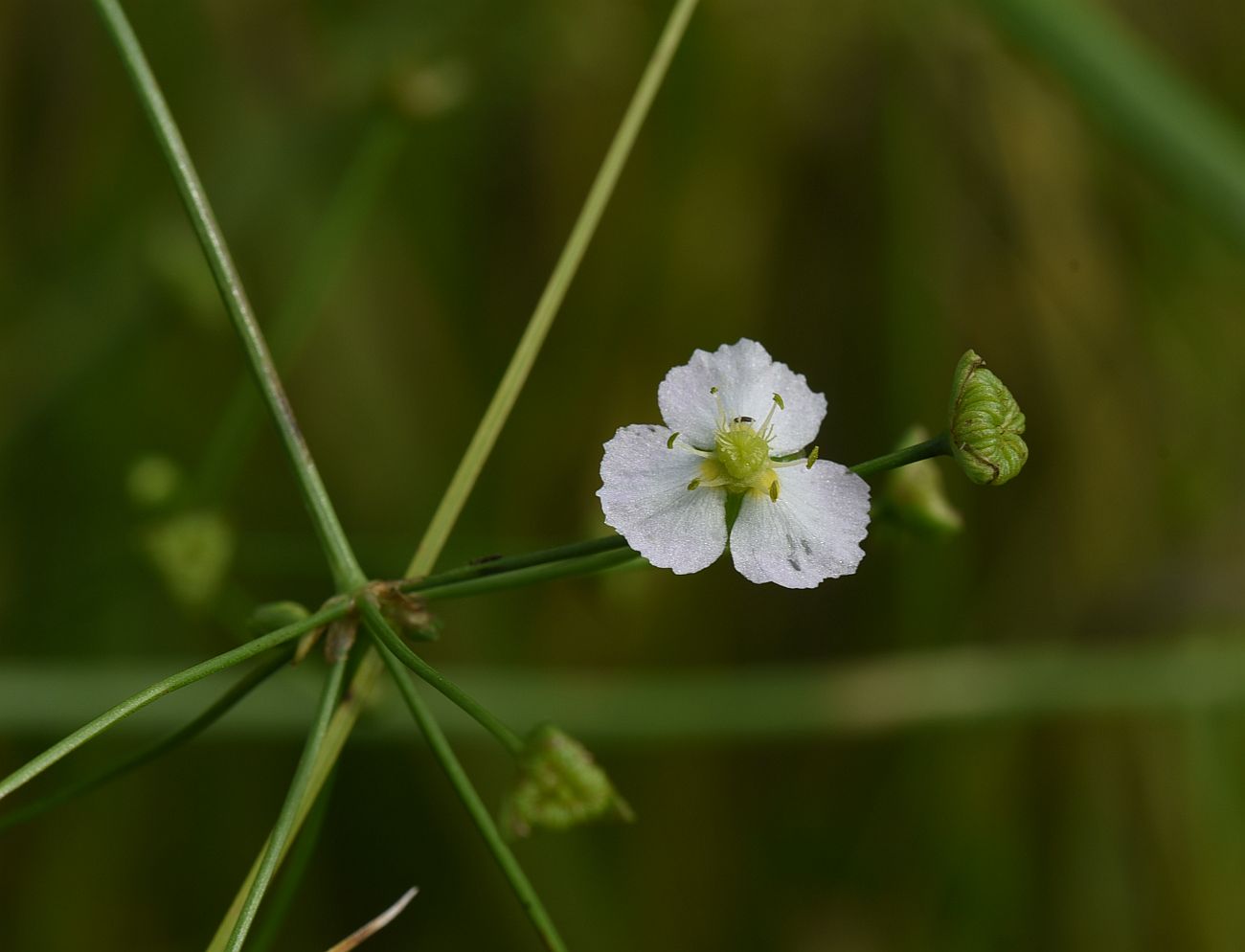 Image of Alisma plantago-aquatica specimen.