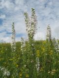 Veronica pinnata