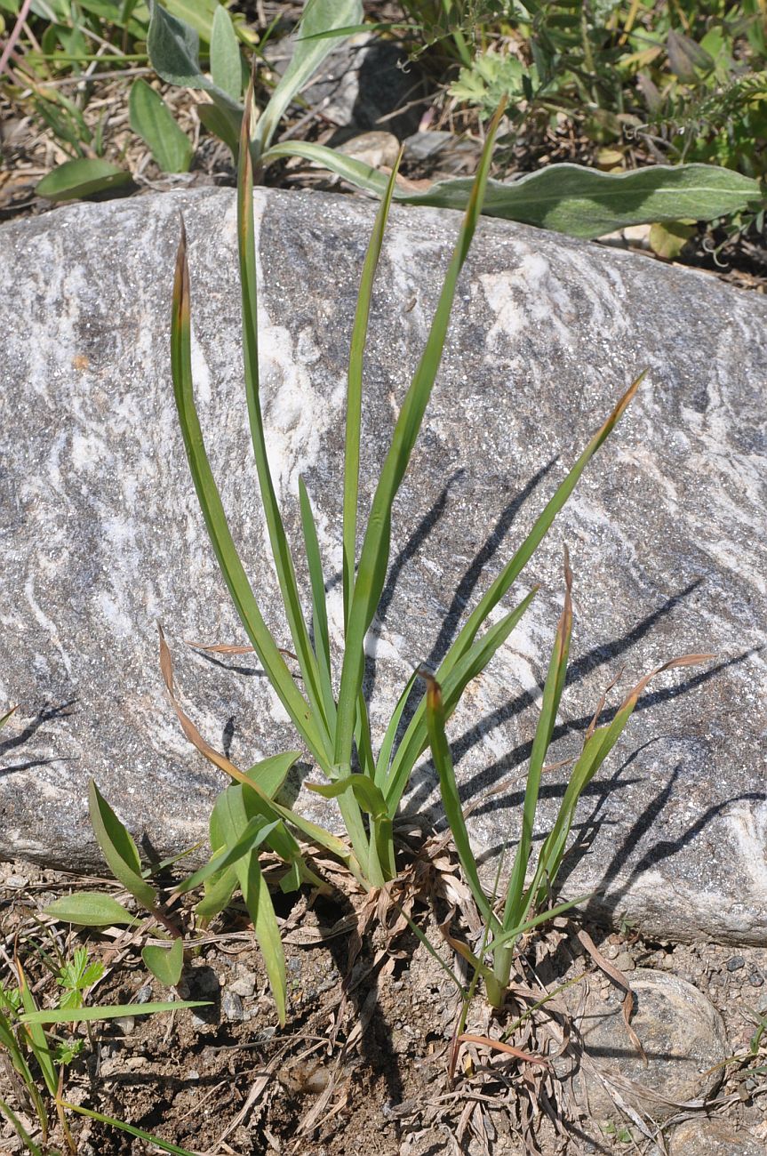 Image of Dactylis glomerata specimen.