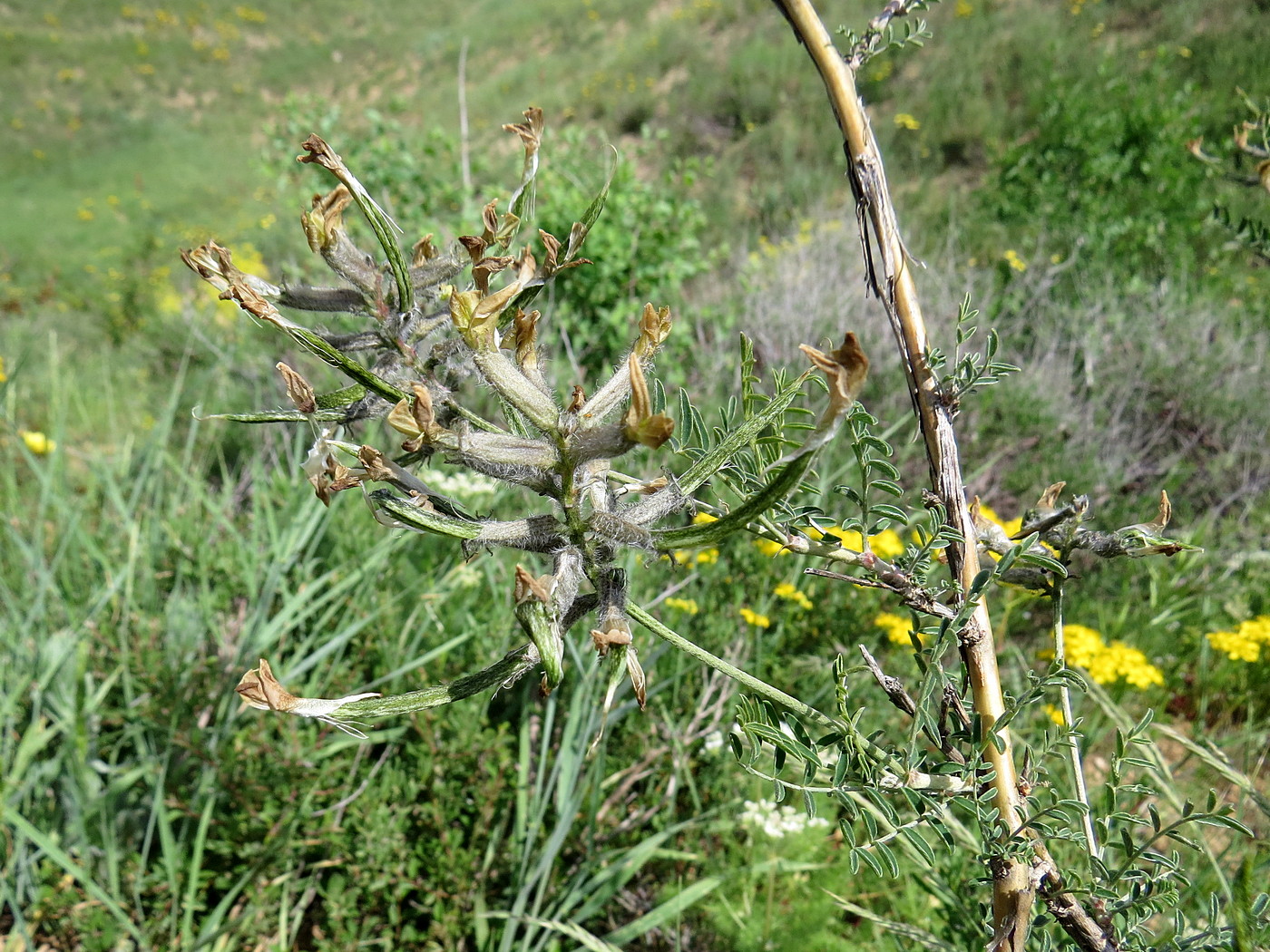 Image of Astragalus neolipskyanus specimen.