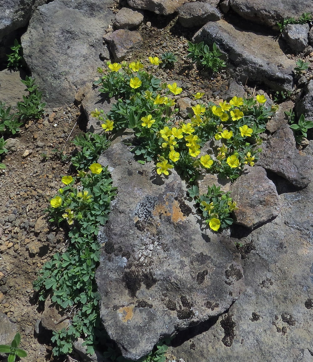 Изображение особи Potentilla miyabei.