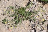 Potentilla desertorum