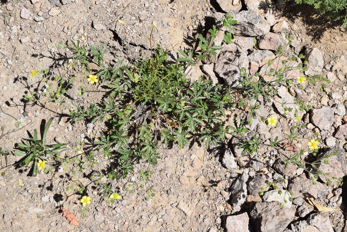 Изображение особи Potentilla desertorum.